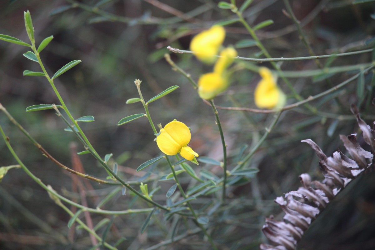 Crotalaria albida B.Heyne ex Roth